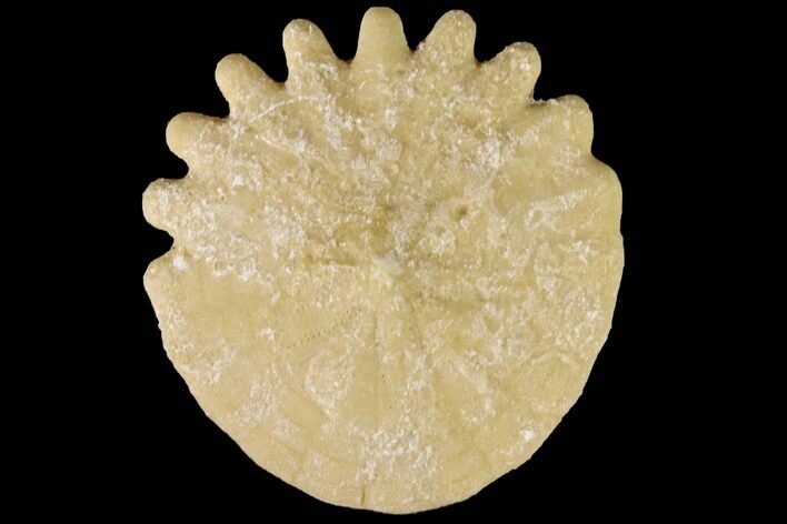 Fossil Sand Dollar (Heliophora) - Boujdour Province, Morocco #160288